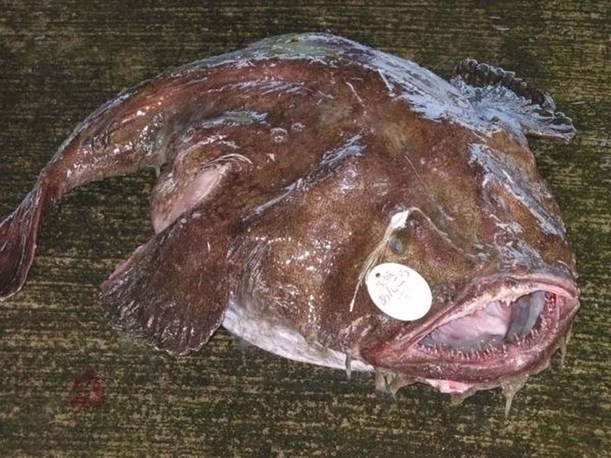 あんこう写真